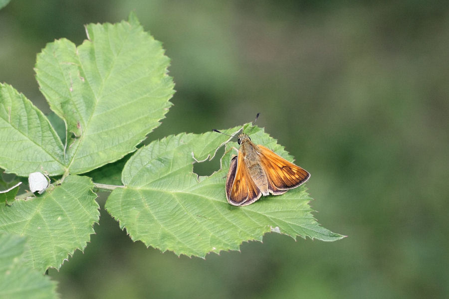 Ochlodes sylvanus - domanda